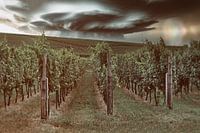 Vineyards in the Palatinate