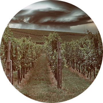 Wijngaarden in de Pfalz van Norman Krauß