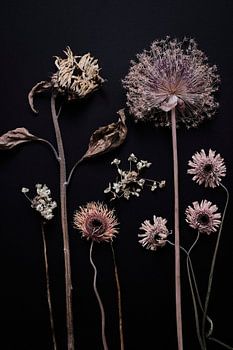 Garten der getrockneten Sommerblumen