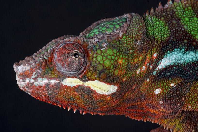 Pantherchamäleon (Furcifer pardalis) von Ronald Pol