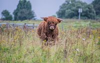 schotse hooglander even gluren