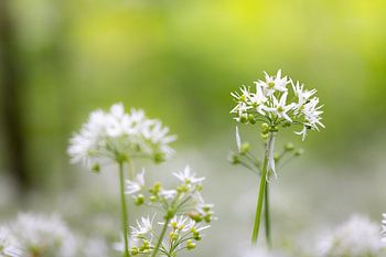 Blühende Blumen