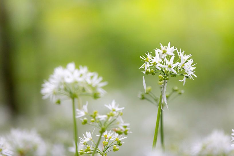 Blühende Blumen von Piet Hein Schuijff