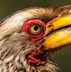 Southern hornbill from South Africa von Rob Smit