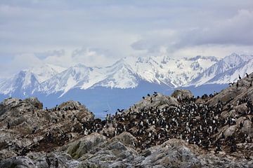 Aalschovers aan het einde van de wereld van Bianca Fortuin