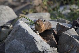 Pika Glacier National Park Montana USA