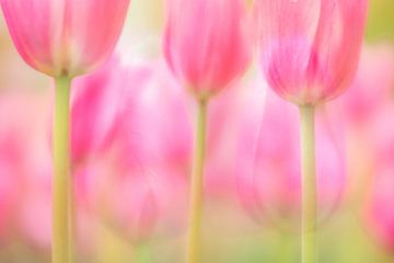 Roze tulpen kunst van Andy Luberti