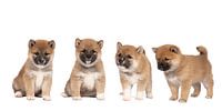 Four cute Shiba Inu puppies from a nest isolated against a white background