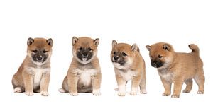 Vier niedliche Shiba-Inu-Welpen aus einem Nest, isoliert vor weißem Hintergrund