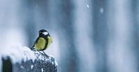 Bird in the snow van Mark Zanderink thumbnail