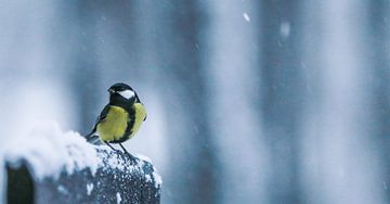 Bird in the snow by Mark Zanderink