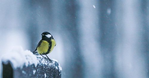 Bird in the snow