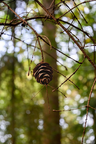 Dennenappel tussen de takken – herfst in het bos