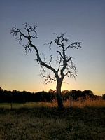 Silhouet van dode boom