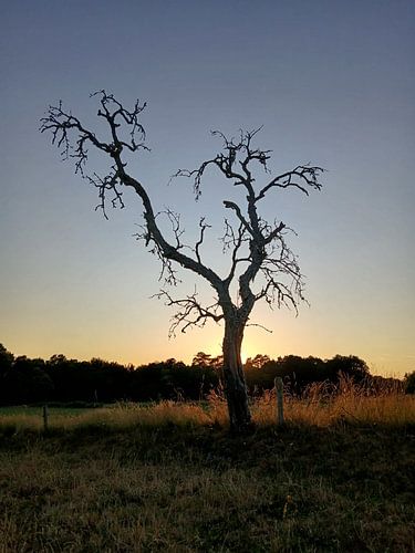 Silhouet van dode boom