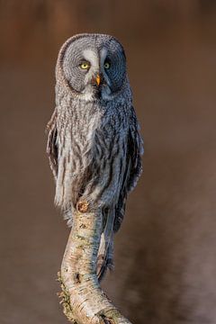 Lapland Owl