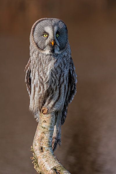 Lapland Owl by Tjitske Hoekstra