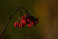 Red Berrie Blues