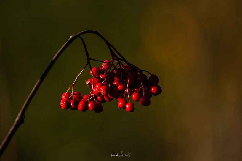 Red Berrie Blues by Nicole Harren