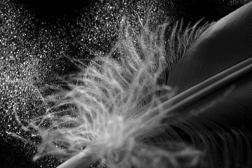 Macro photo of a feather with down in black and white by Lisette Rijkers
