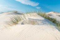 Casque d'herbe sur le sable à la dérive par Fotografie Egmond Aperçu