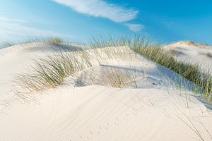 Helmgras auf Flugsand