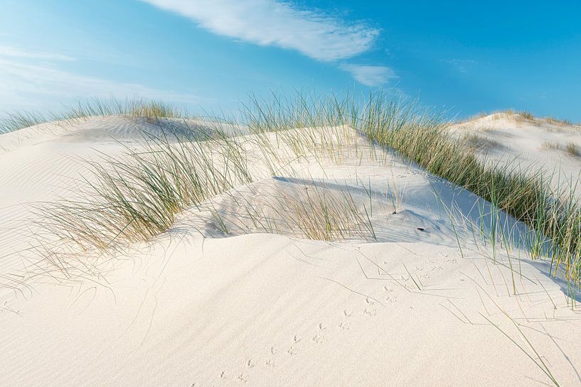 Casque d'herbe sur le sable à la dérive par Fotografie Egmond