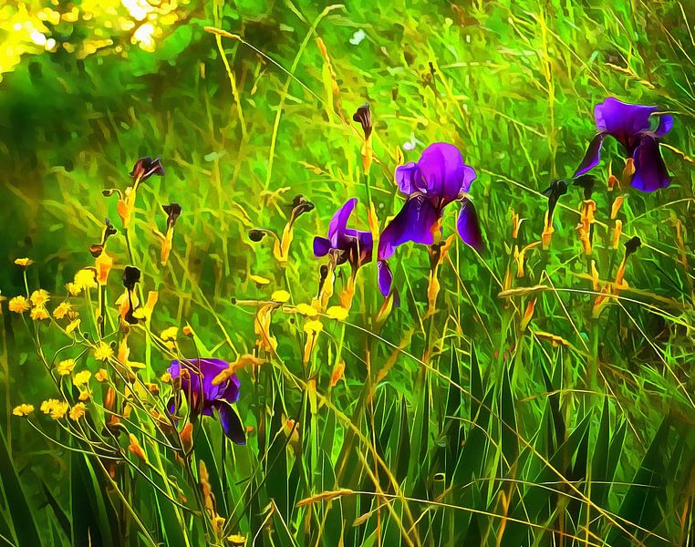 Iris violet d'humeur par Dorothy Berry-Lound