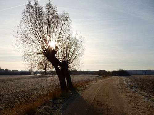 wilg in een landschap