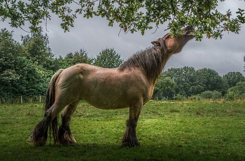 Paard eet boomblad.