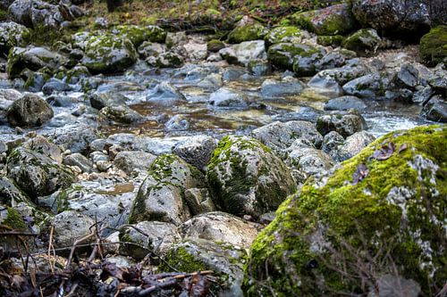 Pierres moussues près d'un ruisseau de montagne