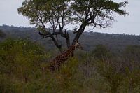 Girafe au loin