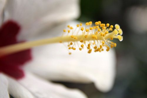 The Yellow Pistil