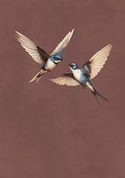 Love is swallow
