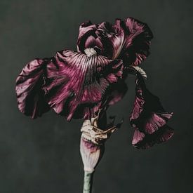 Schöne lila verbrauchte Blume, wabi-sabi von Studio Allee