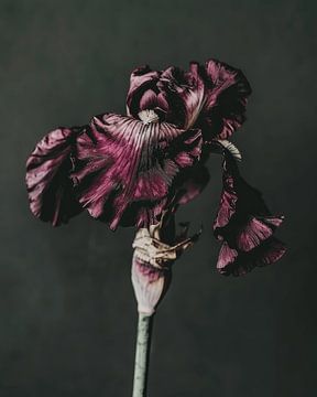 Belle fleur d'ortie violette, wabi-sabi