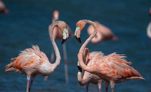 Twee flamingo's op Bonaire