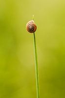 Escargot