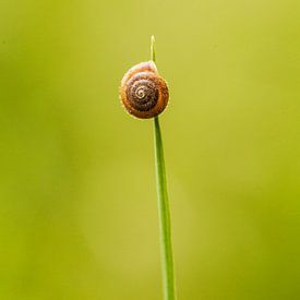 Schnecke von Fernand Reiter