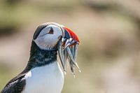Puffin on the Farne Islands