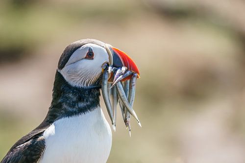Papegaaiduiker op de Farne Islands