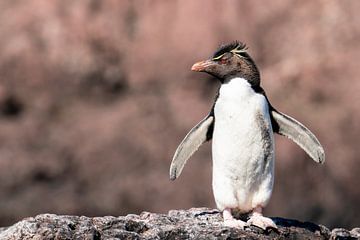 Southern Rock Penguin in Argentina by RobJansenphotography