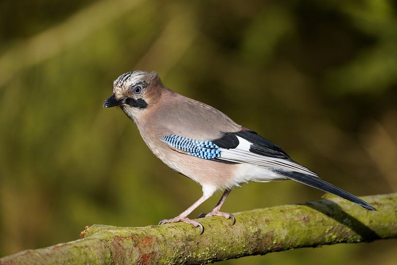 Jay in Originalgröße von Stobbe; stiltegrafie