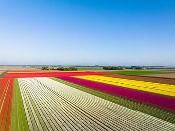 Tulpen groeien in velden in de lente van boven gezien van Sjoerd van der Wal Fotografie
