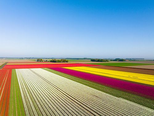 Tulpen groeien in velden in de lente van boven gezien