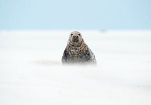 phoque gris sur Ruurd Jelle Van der leij