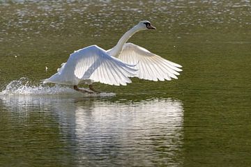 Swan landing