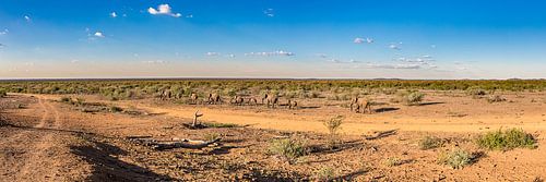 Madikwe Plains II