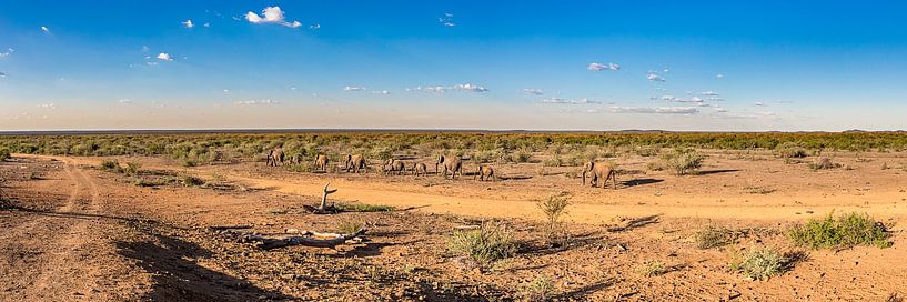 Madikwe Plains II van Thomas Froemmel