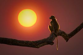 Un babouin face au soleil levant